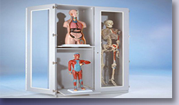 Anatomieschränke